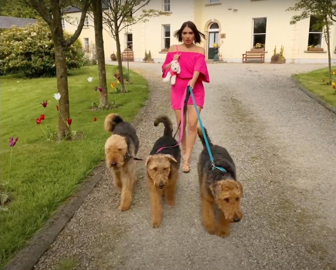 Clone Country House Aughrim Exteriör bild Airedale Terriers