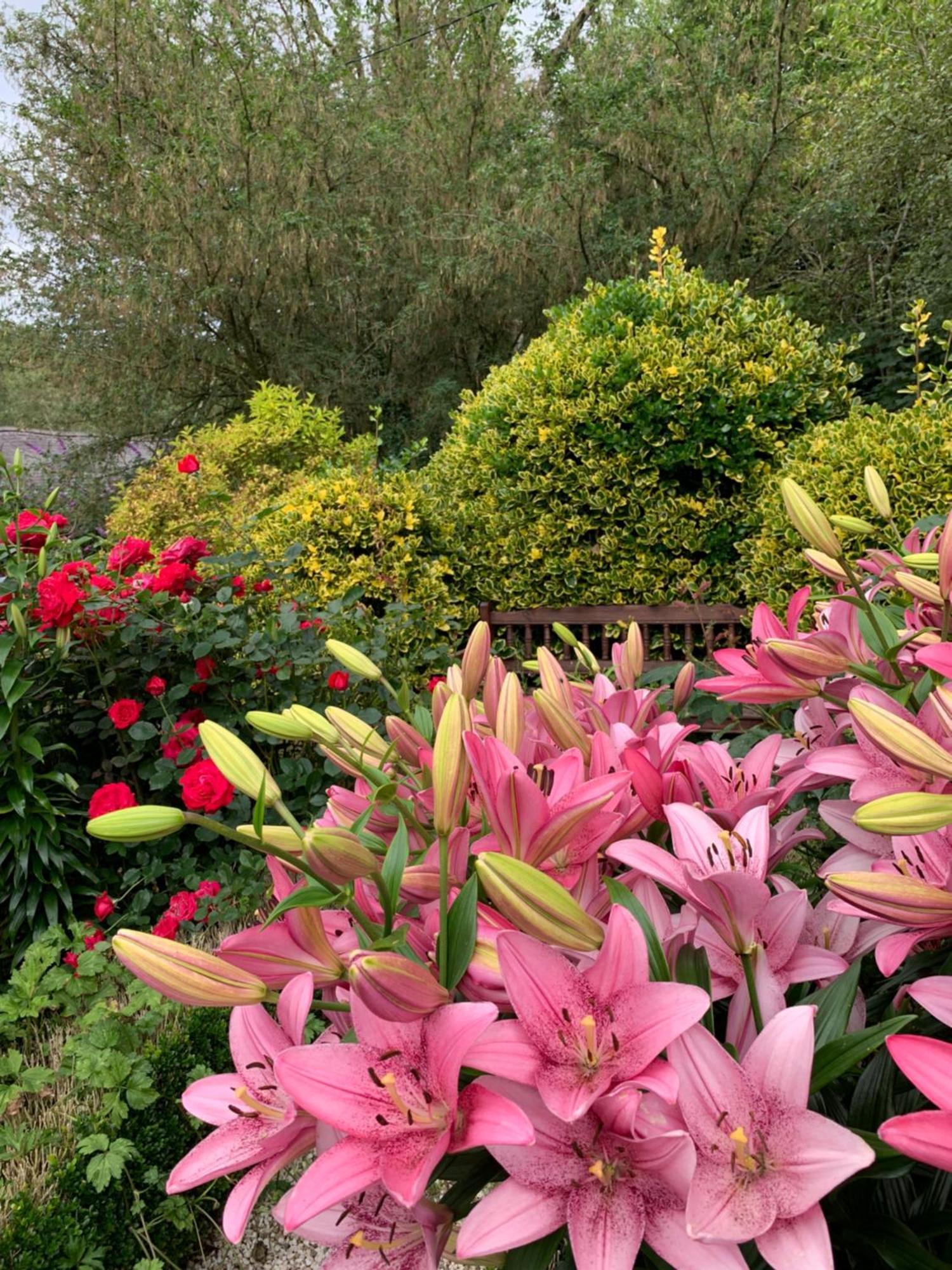 Clone Country House Aughrim Exteriör bild Lilium × hybridum