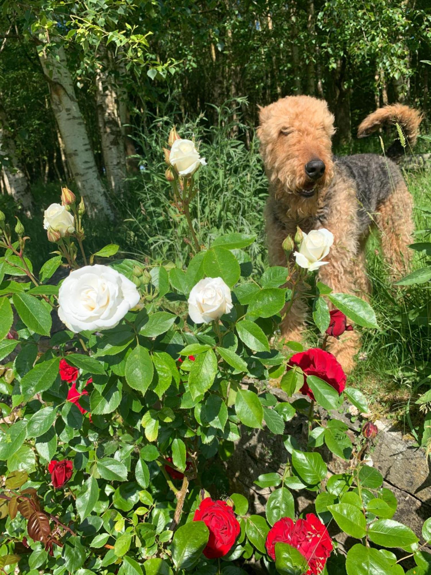 Clone Country House Aughrim Exteriör bild A dog in the rose garden